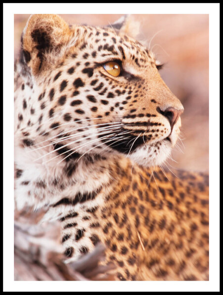 Leopard i Profil - Poster - Beige