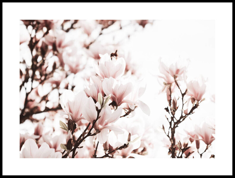Magnoliaträd  - Poster - Rosa