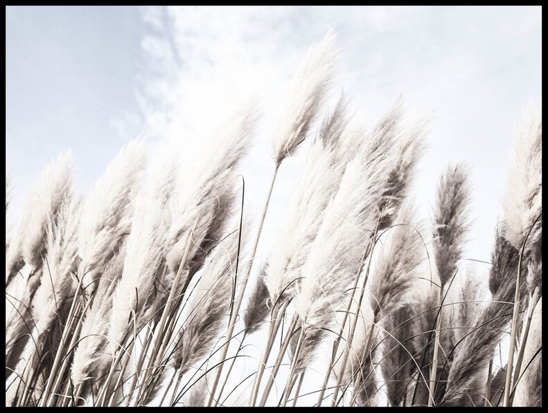 Pampas Gräs  - Poster - Blå