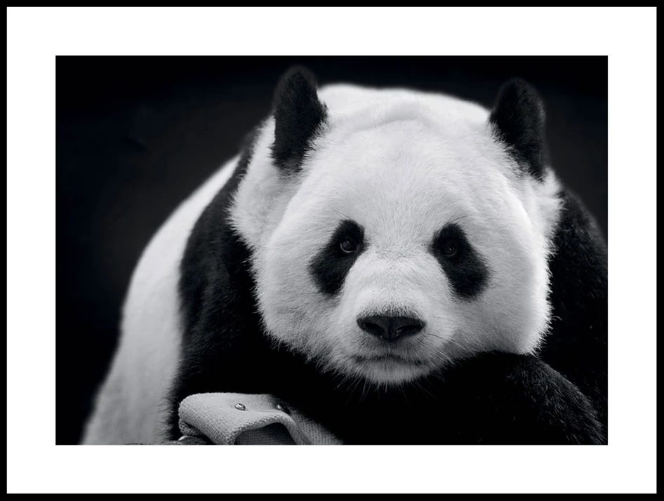 Panda  - Poster - Svart