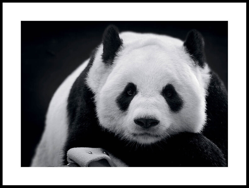 Panda - Poster - Svart