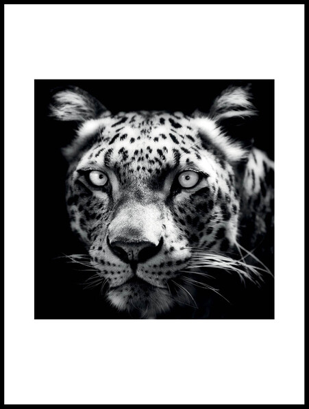 Persisk Leopard - Poster - Svart