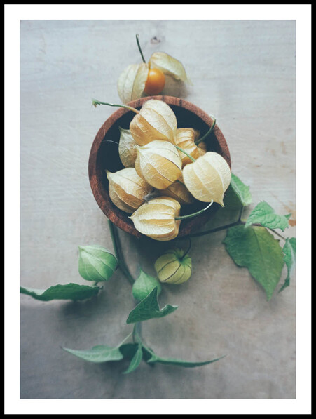 Physalis på Fat - Poster - Grön