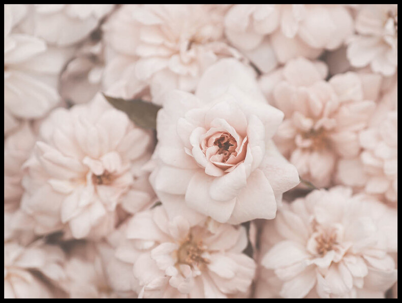 Rosa Blommor  - Poster - Rosa