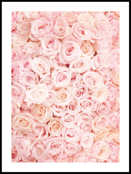 Rosenbädd - Poster - Rosa