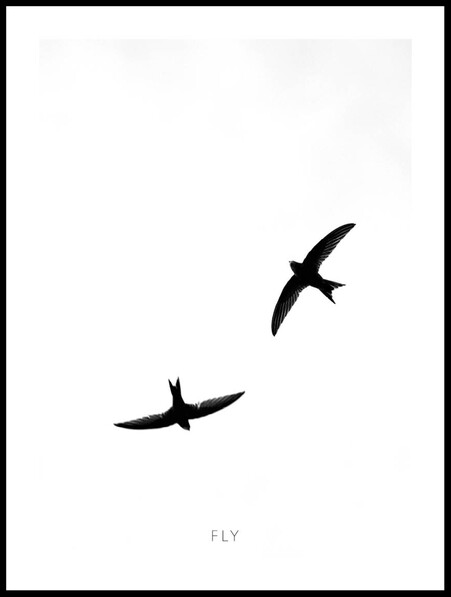 Svalor - Poster - Svart