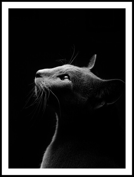 Svart Katt  - Poster - Grå