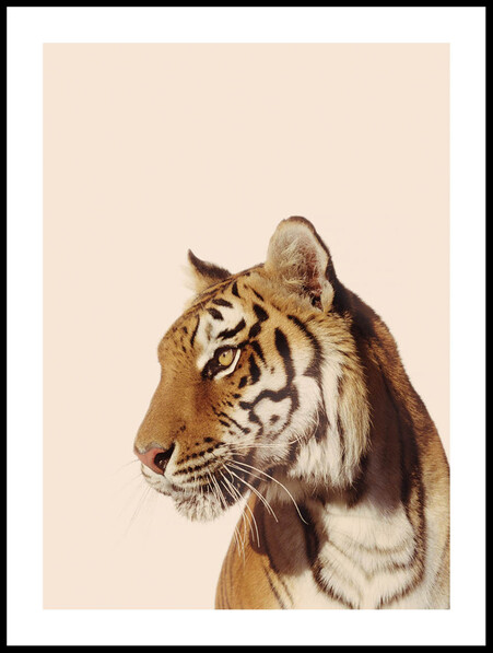 Tiger i Profil - Poster - Brun