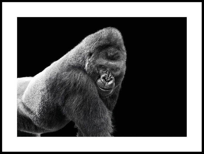 Vuxen Gorilla  - Poster - Svart