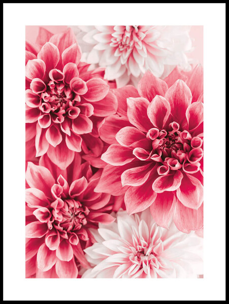 En Bädd Av Dahlia  - Poster - Vit