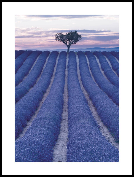 Fält Av Lavendel - Poster - Vit