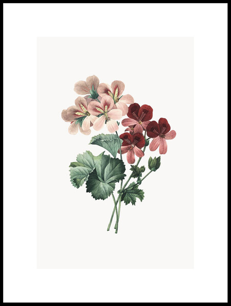 Geranium - Poster - Grön