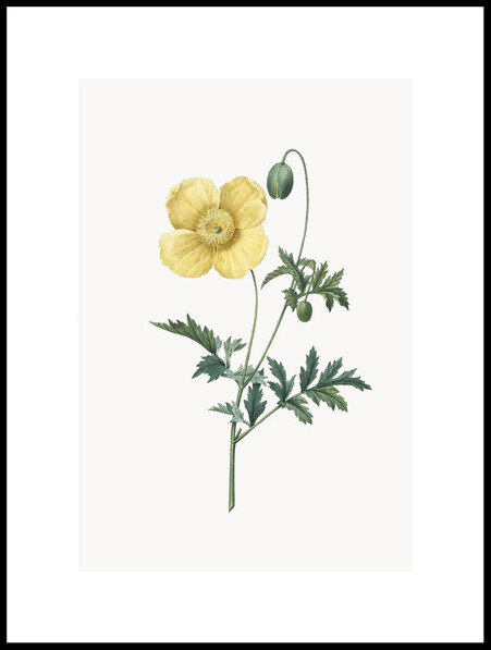 Papaver Cambricum - Poster - Grön