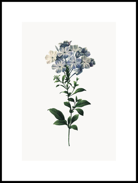 Plumbago Caerulea - Poster - Grön