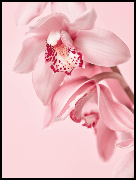 Rosa Orkidé Kvist  - Poster - Rosa