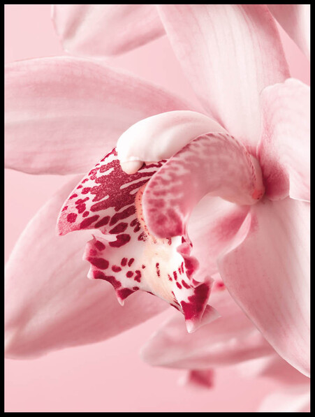 Rosa Orkidé - Poster - Rosa