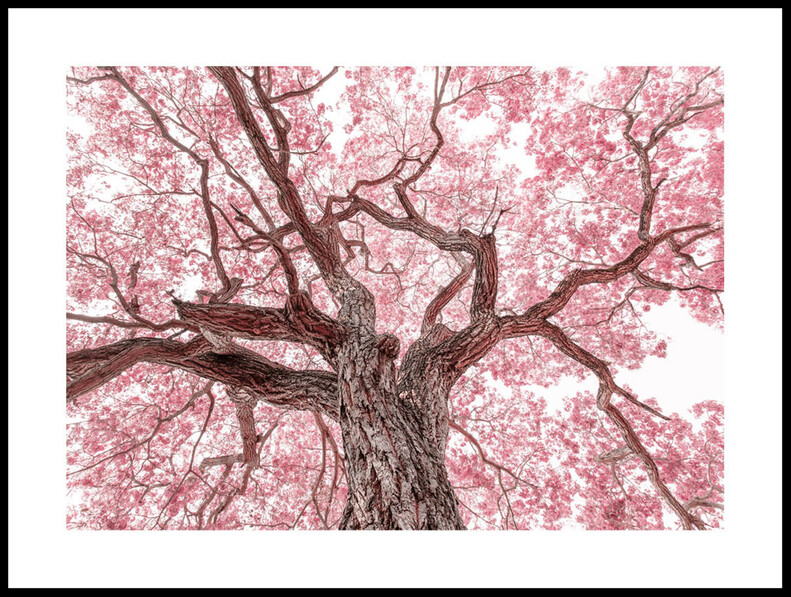 Under Ett Körsbärsträd - Poster - Vit