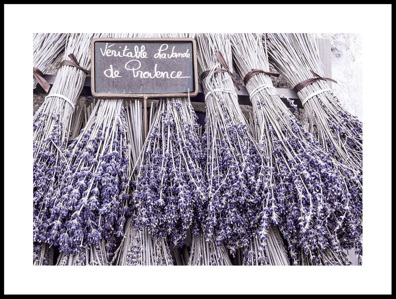 Lavande de Provence - Poster - Rosa