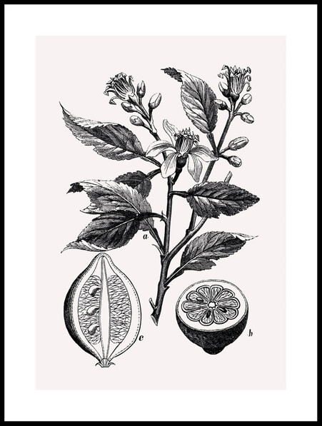 Illustration Citron - Poster - Vit