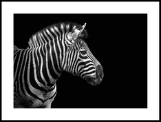 Zebra i Svart och Vitt