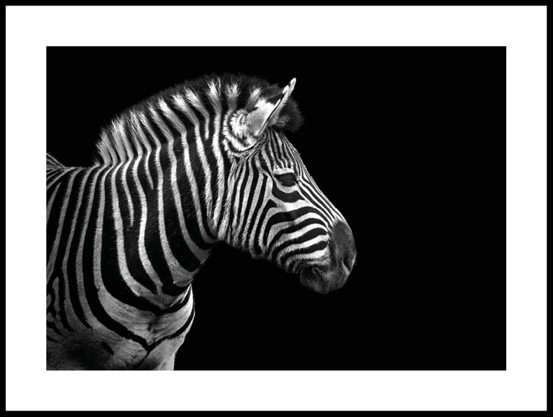 Zebra i Svart och Vitt - Poster - Svart