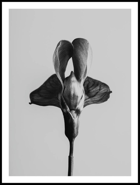 Svartvit Blomma - Poster - Svart