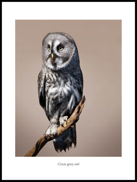Lugn - Poster - Brun