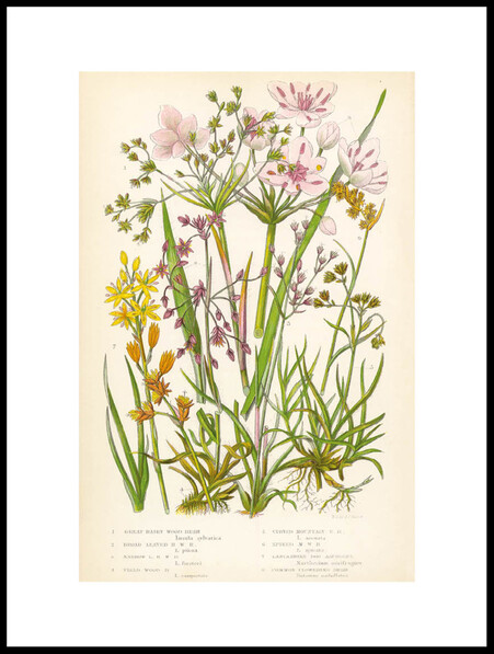 Vintage Blommor - Poster - Grön