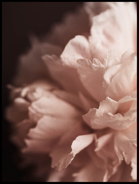 Blomblad - Poster - Grå