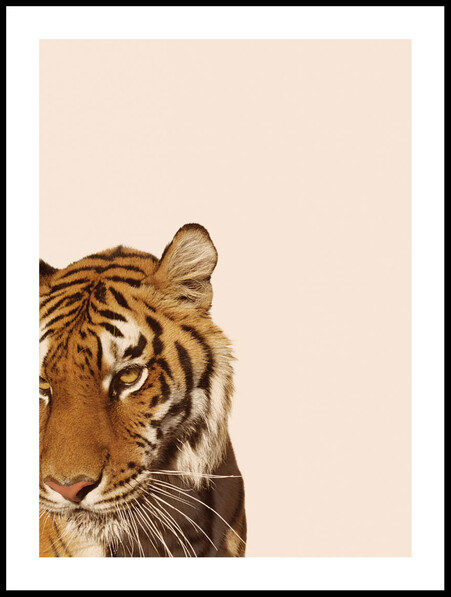 Vacker Tiger - Poster - Gul