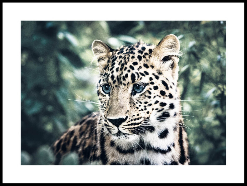 Blåögd Leopard - Poster - Gul