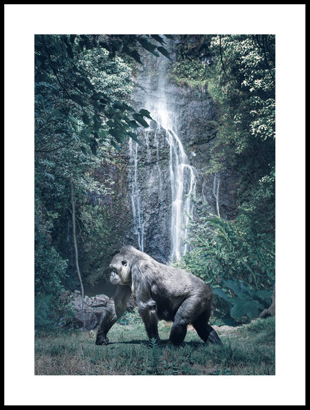 Djungel Promenad - Poster - Svart
