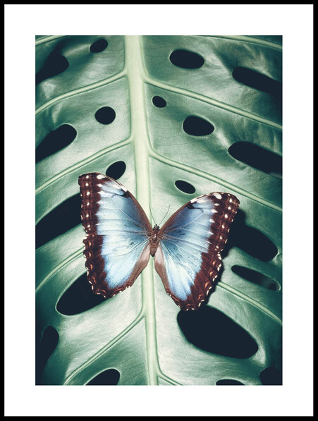 Morpho Peleides - Poster - Blå