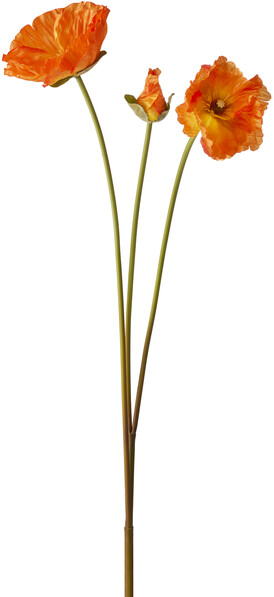 Vallmo - Snittblomma, H 70 cm - Orange