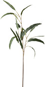 Eucalyptus