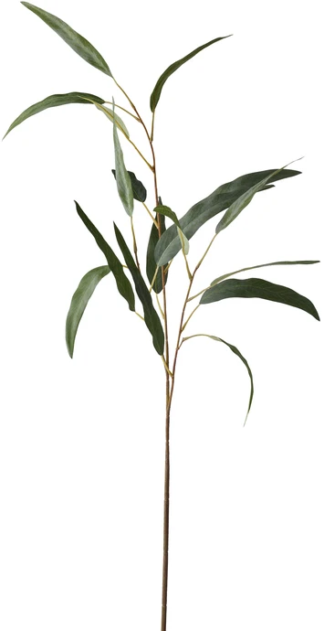 Eucalyptus, Snittblomma, H 70 cm