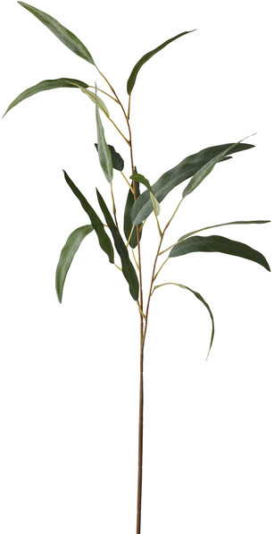 Eucalyptus - Snittblomma, H 70 cm - Grå