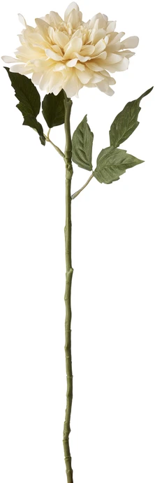 Dahlia, Snittblomma, H 55 cm