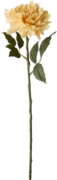 Dahlia - Snittblomma, H 55 cm - Beige