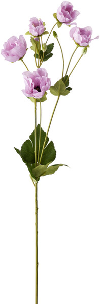 Anemon - Snittblomma, H 70 cm - Lila