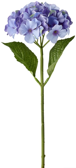 Hortensia, Snittblomma, H 48 cm