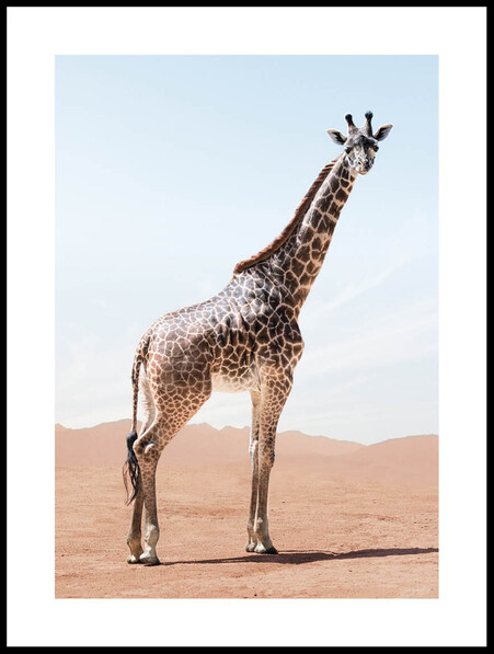 Observera - Poster - Brun