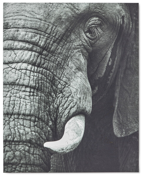 Elephant - Poster, 40x50 cm - Grå