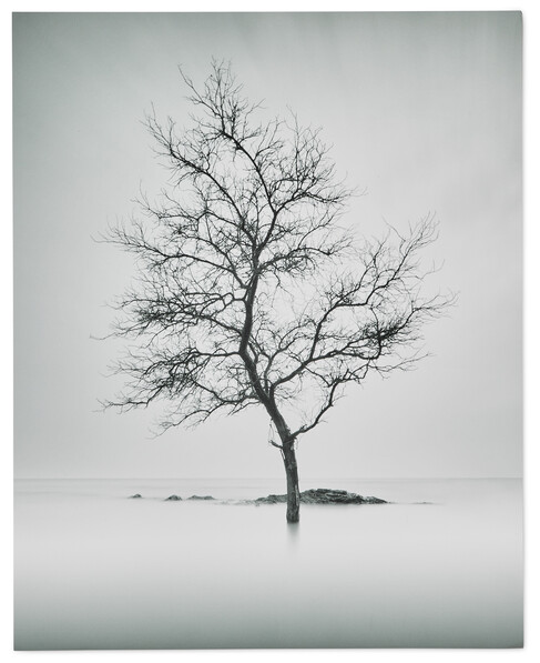 Tree - Poster, 40x50 cm - Flerfärgad