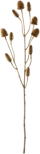 Tistel - Snittblomma, H 56 cm - Brun