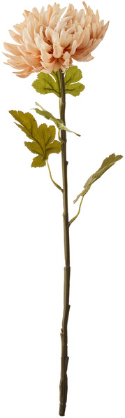 Krysantemum - Snittblomma, H 55 cm - Rosa