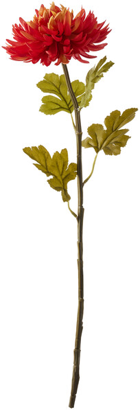 Krysantemum - Snittblomma, H 55 cm - Orange