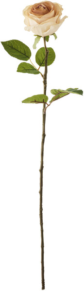 Ros - Snittblomma, H 70 cm - Rosa