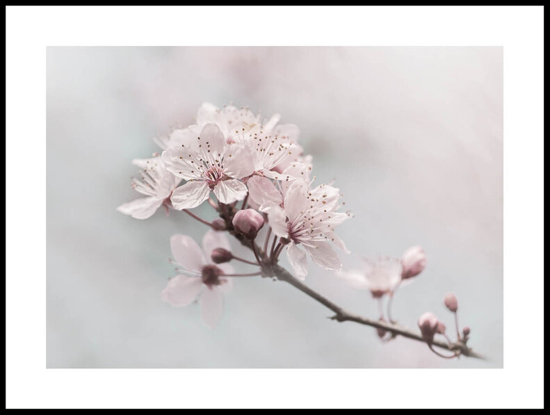 Att Blomma  - Poster - Rosa