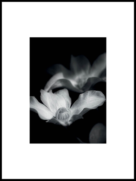 Klematis - Poster - Vit